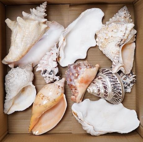 A collection of large sea shells to include a conch